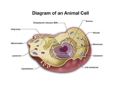 Mar 23, 2021 · definition of animal cell. Quotes about Animal cell (22 quotes)