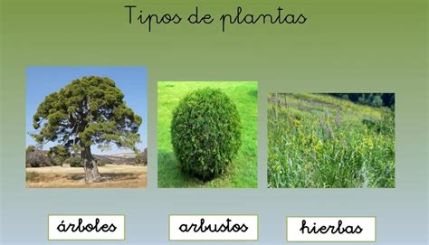 Tipos De Plantas Primaria Dinami