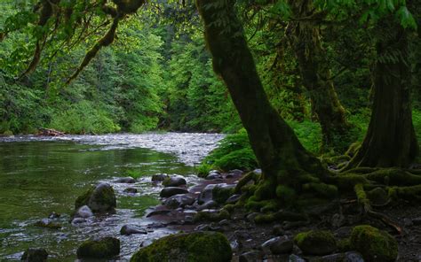 Download Wallpaper 3840x2400 River Stones Trees Moss Forest 4k