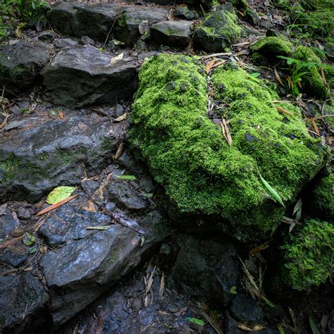 Mossy Rock T Kahler Photography