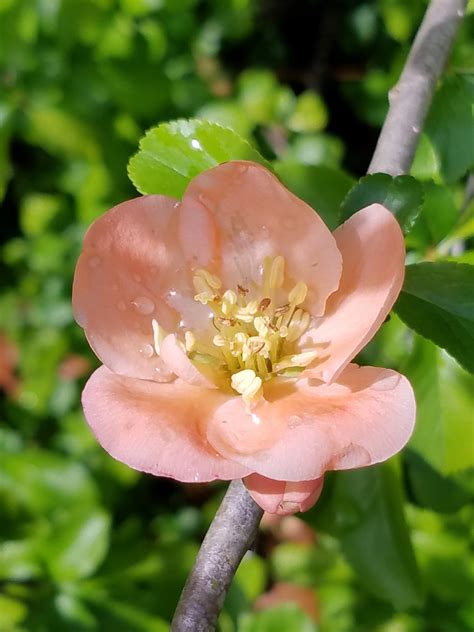 Flowering Quince Unexpected In Common Hours