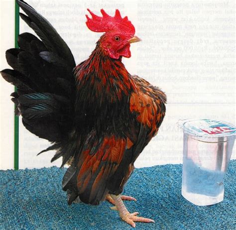 Check spelling or type a new query. Panduan Dan Kriteria Memilih Ayam Serama Unggulan ...