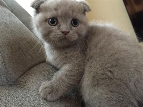 "Scottish Fold" Cats For Sale | Charlotte, NC #290240