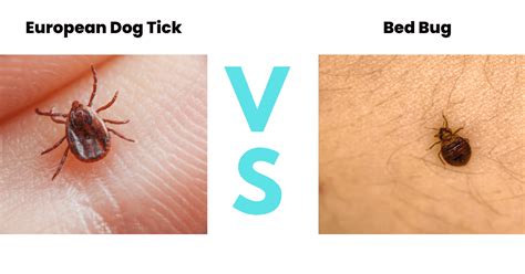 Tick Vs Bed Bug A Guide With Photos