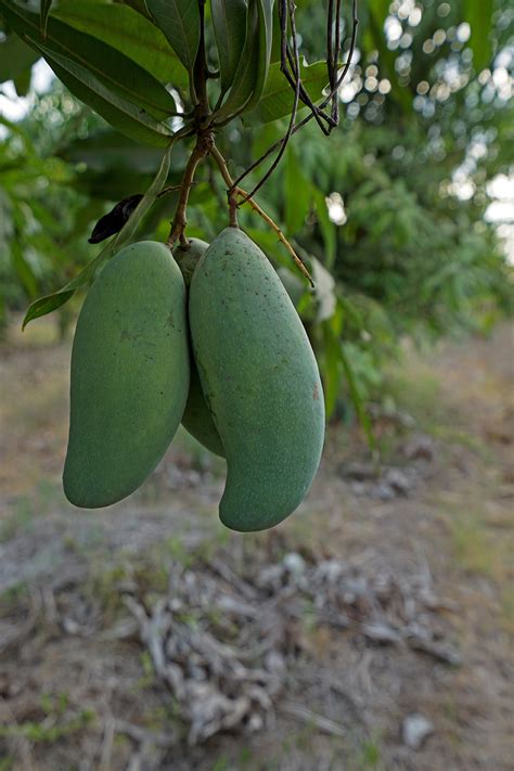 Local villagers have strong beliefs about this, so trees in that area are not cut down. Thai Sweet Green Mango - Under the Mango TreeUnder the ...