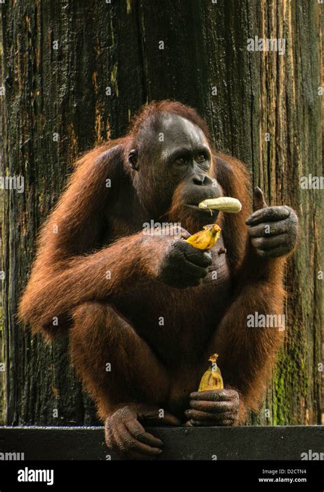 Bornean Orangutan P Pygmaeus Eating A Banana Sepilok Sanctuary Sandakan Sabah Borneo Malaysia