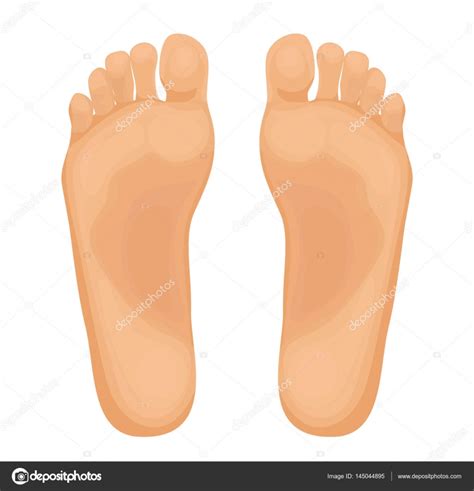 Human Feet Vector Illustration Stock Vector Image By ©kavusta 145044895