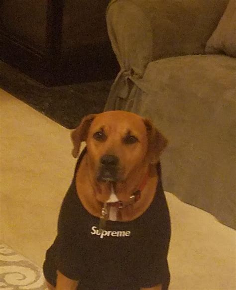 Dog Wearing Supreme Hoodie Supremeclothing