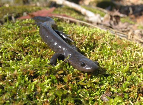 Its Jefferson Salamander Mating Season In Burlington Time To Close