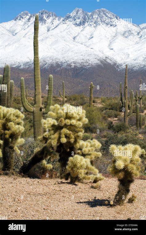 Sonoran Desert Snow Hi Res Stock Photography And Images Alamy
