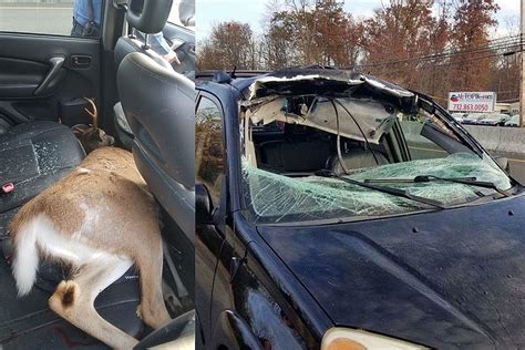 Deer Crashes Through Nj Womans Suv Ends Up In Backseat