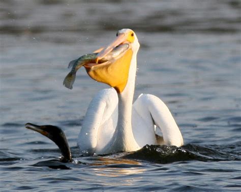 Pelican Birds Facts Latest Information And Pictures All Wildlife