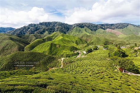 Pick up a pamphlet at the entrance and learn about the amazing way fruits and vegetables are grown. Top 15 Things to Do in Cameron Highlands | Malaysian Flavours