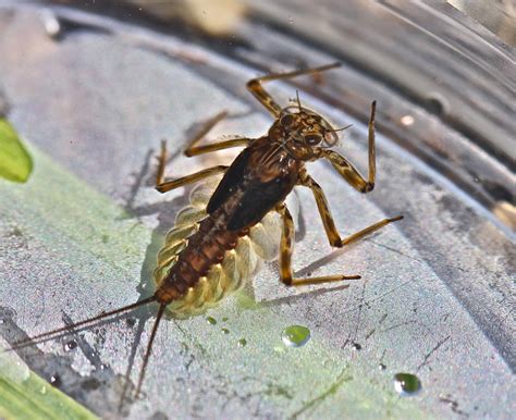 Aquatic Insects Of Central Virginia The Rapidan River Insects That