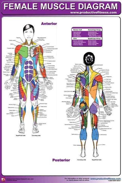 Female Muscle Diagram Muscle Chart Muscle Diagram Muscle Women