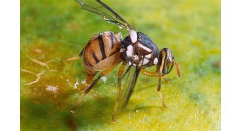 Oriental Fruit Fly Quarantine In Portion Of Orange Co Morning Ag Clips