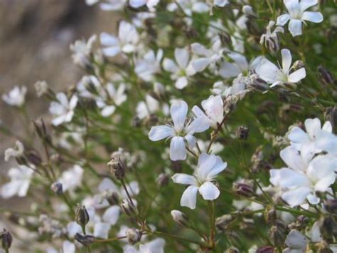 Gypsophila Repens Capecchi Vivai Piante Pistoia