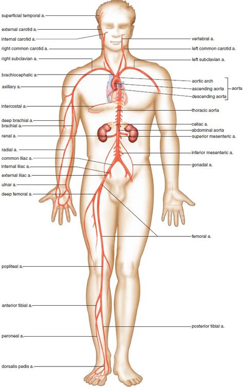 For more anatomy content please follow us and visit our website: Human Body Veins Diagram - Human Anatomy