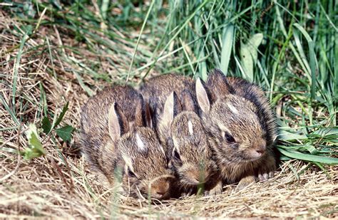 Cottontail Rabbits In Nest Stock Image Z9380049 Science Photo