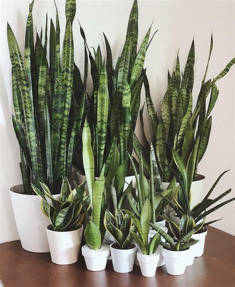 Different Kinds Of Snake Plants Learn About Snake Biology