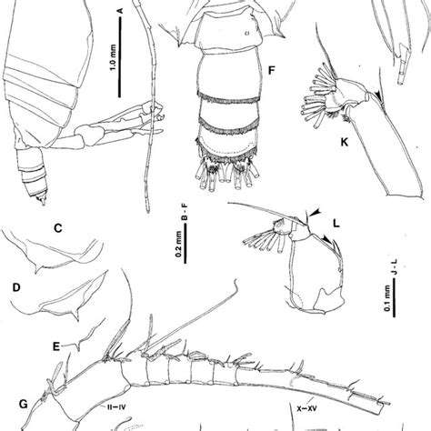 Macandrewella Stygiana N Sp Male Paratypes A Habitus Lateral