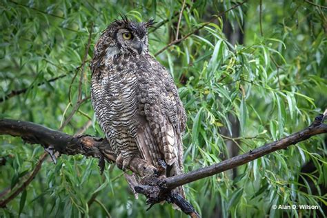 Great Horned Owl Id Facts Diet Habit And More Birdzilla