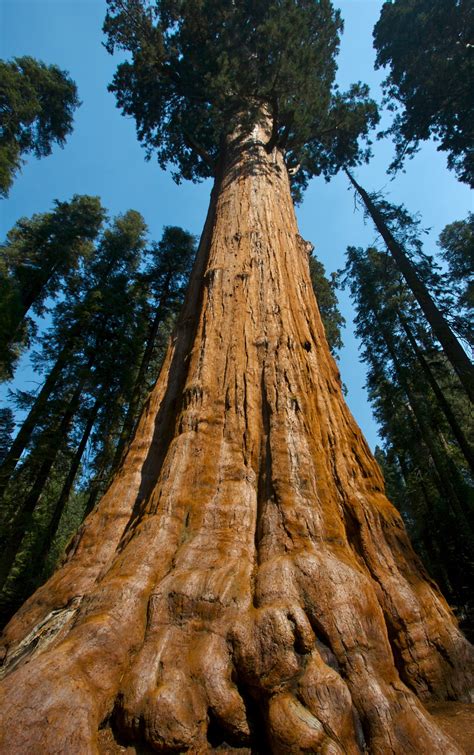 Did you ever hear that the age of a tree is 2700 years old? Here is THE biggest tree in the world for /r/trees.. toke ...