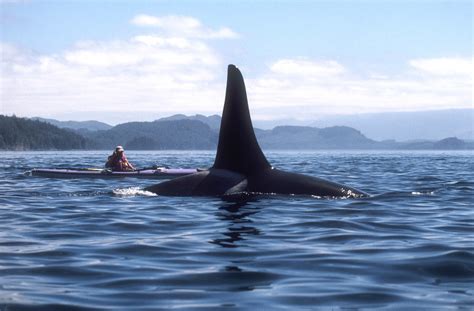 Kayaking With Killer Whales In British Columbia Canada Bloomberg