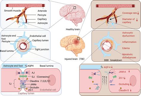Frontiers Microenvironmental Variations After Blood Brain Barrier