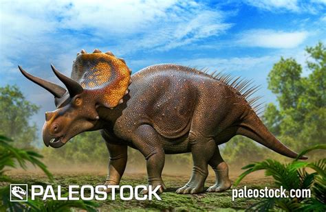 Triceratops Horridus Stock Image Studio 252mya