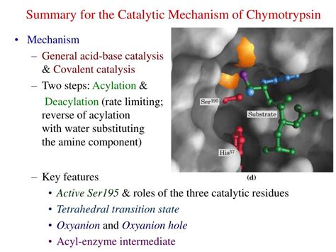 Ppt Catalytic Mechanism Of Chymotrypsin Slide Powerpoint