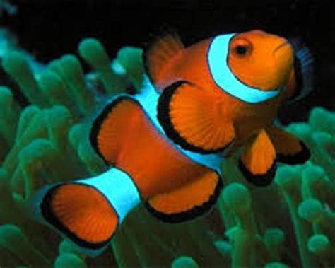 Clownfisch der clownfisch und die anemone helfen sich gegenseitig. 10 Facts about Clownfish | Fact File