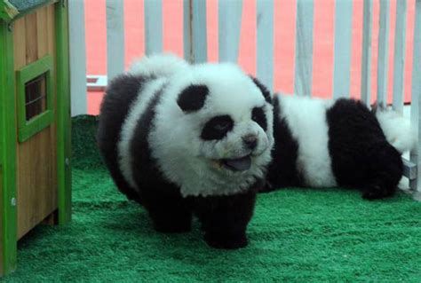Daw Panda Dogs Are Dogs That Looks Like Pandas