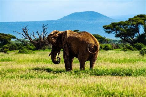 Amazing National Parks In Kenya Discover Walks Blog