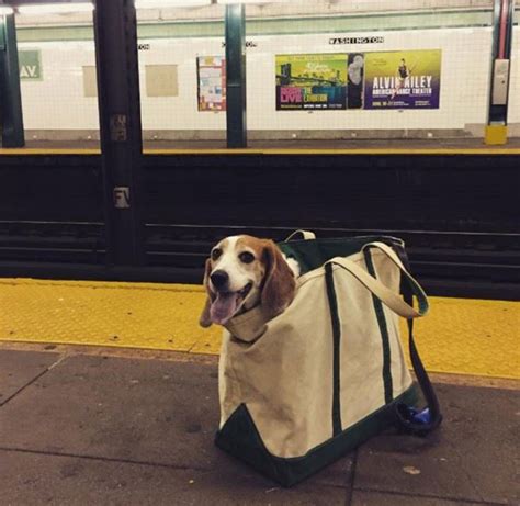 The Mta Banned Dogs On The Subway Unless They Fit In A Bag But This Is