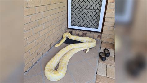 Australian Woman Finds Huge Burmese Python On Her Porch Ctv News