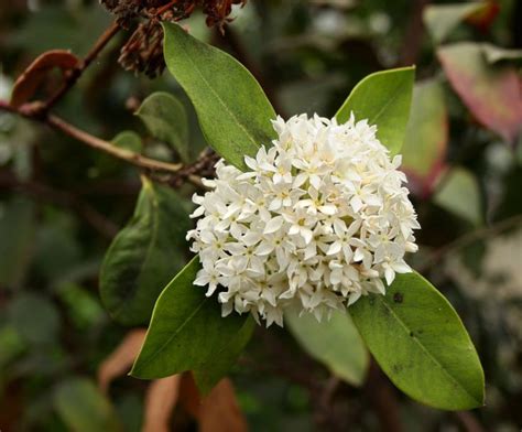 Fragrant flowering trees in texas. Acokanthera rotundata grows as a shrub or small tree. Its ...