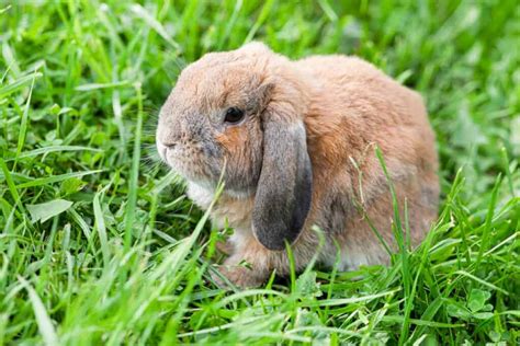 The 10 Most Adorable Lop Eared Rabbit Breeds Imp World