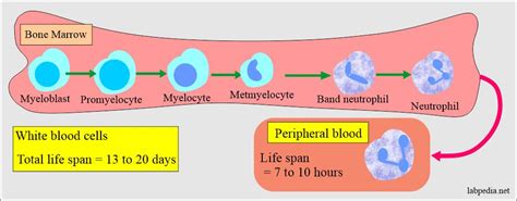 Blood Cell Maturation Chart