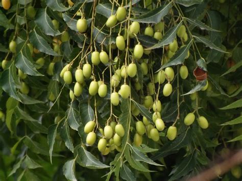 Apr 01, 2021 · neem oil insecticide is often a great solution if insects, mites, or fungi bother your plants. Neem, azadirachta indica