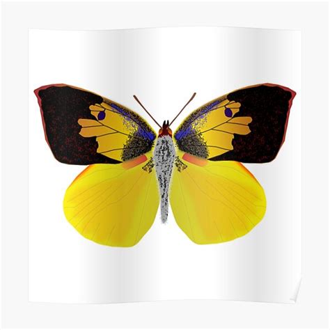 Butterflies Of North America Poster By Rajnagar1107 Redbubble