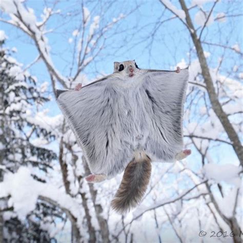 Siberian Flying Squirrel Photo By ©masatsugu Ohashi Flyingsquirrel