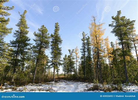 Forest Landscape In Autumn In The Russian Taiga Stock Image Image Of