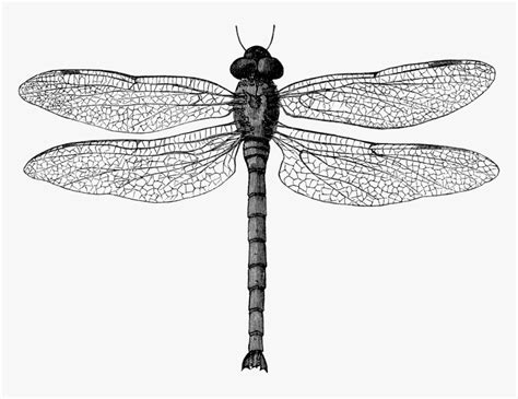 Clip Art Black And White Dragonfly Dragon Fly Illustration Hd Png