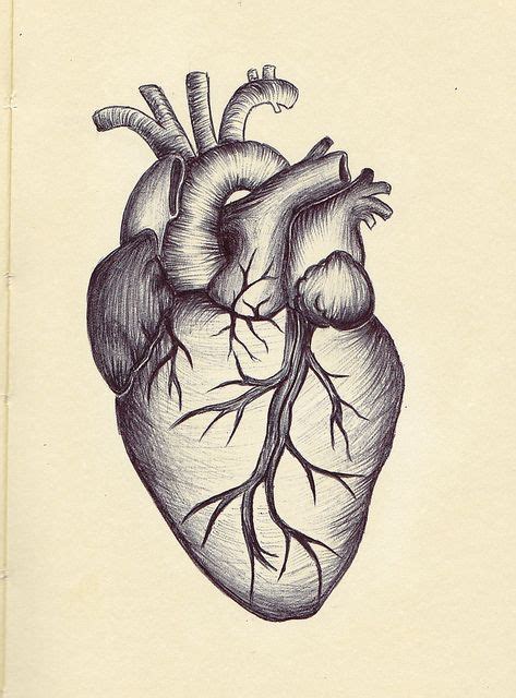 Anatomical Heart Anatomical Heart Drawing Heart Drawing Anatomical
