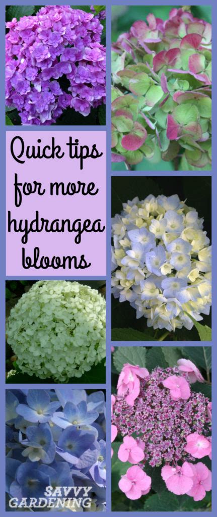 How To Protect Your Hydrangea For The Winter