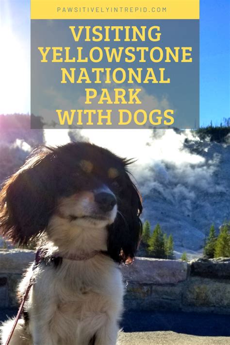 Visiting Yellowstone National Park With Dogs Yellowstone National