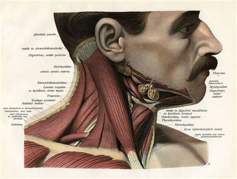 In addition, in this region we also find the major cranial and spinal nerves that connect the central nervous system to the organs, skin, and muscles of the head and neck. Sternocleidomastoid Muscle: Anatomy and Function
