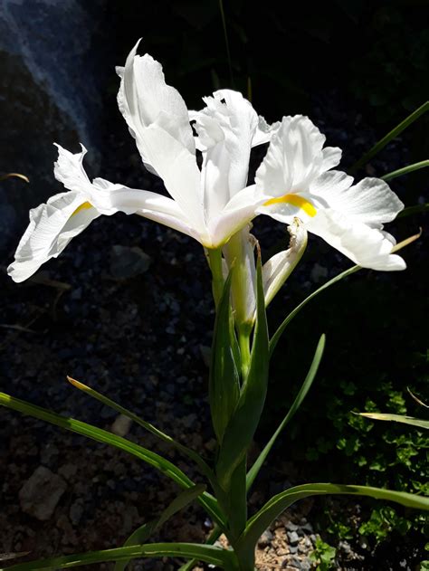 충청도 천리포수목원에서 찍은 5월의 꽃들