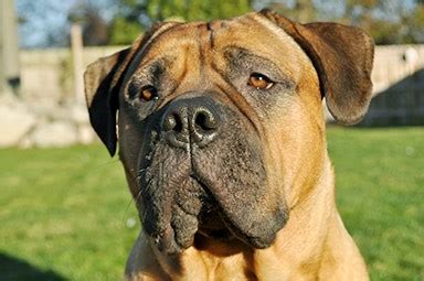 According to the asthma and allergy foundation of america, about 30 percent of people with allergies have cat or. Reverse Sneezing in Dogs